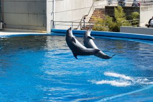 Dolphins show performance as an answer to what to do at seaworld