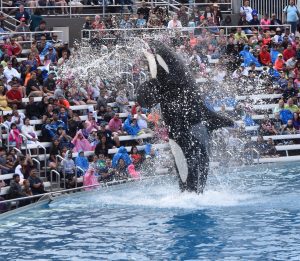 Whale splashing is something fun to do at seaworld