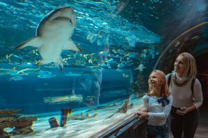 Shark encounter at Seaworld